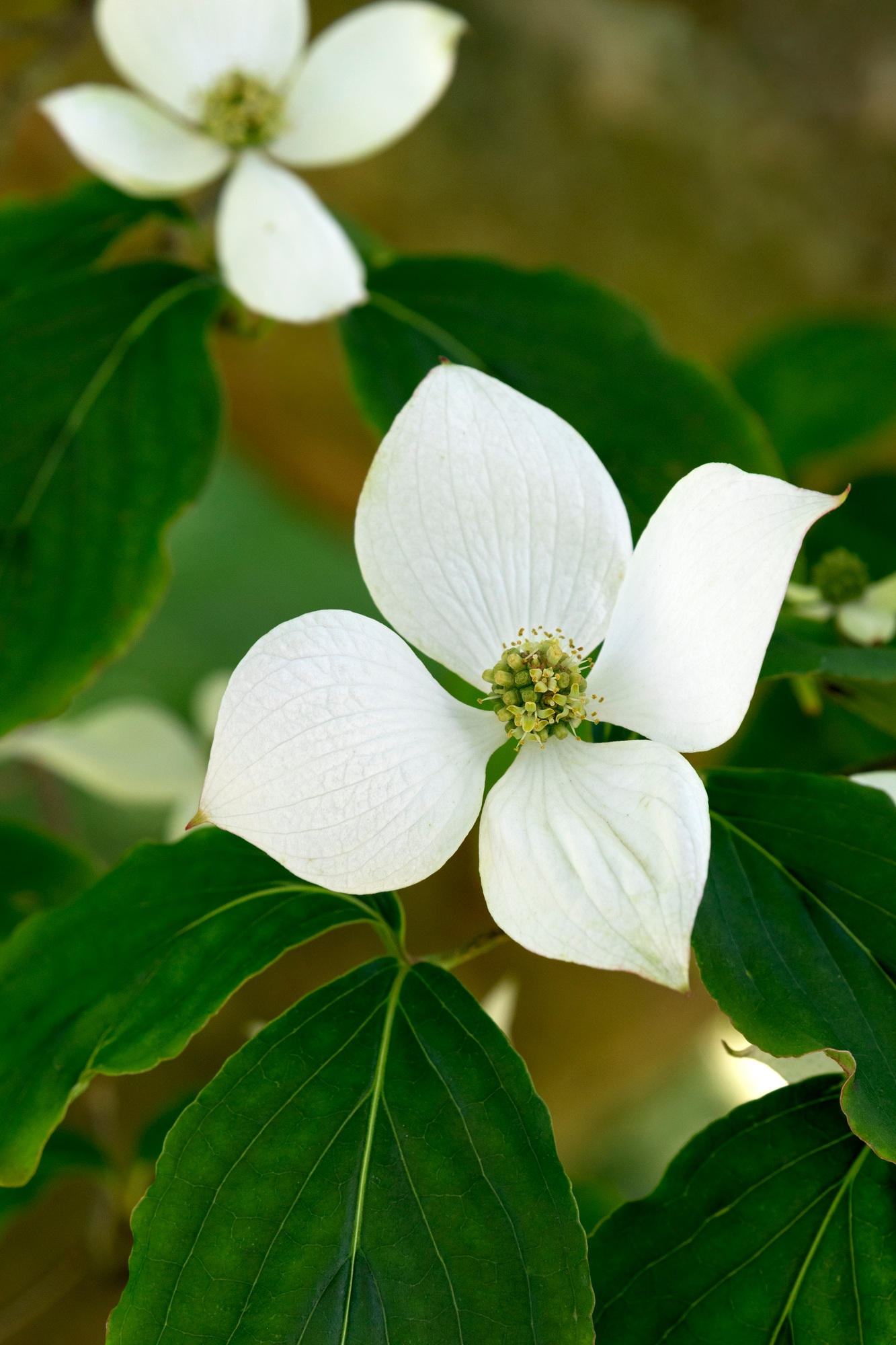 White blooming dogwoods outdoors in springtime